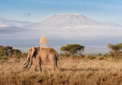 TANZANIA & ZANZIBAR SAFARI