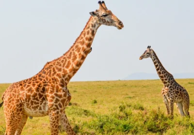 13-DAY MAGICAL KENYAN SAFARI